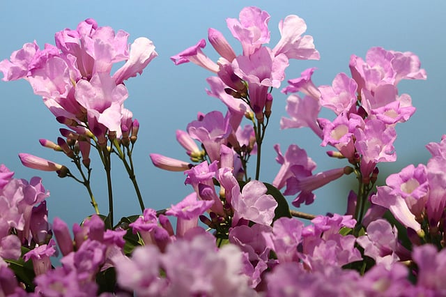 Parul blooms at the hills in Pankhaiyapara, Khagrachhari on 14 December 2019. Photo: Nerob Chowdhury