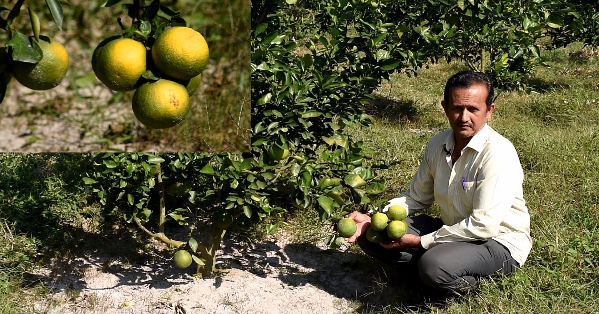 Lokman Azad holds Maltese oranges at his plantation in Chattogram. Photo: UNB
