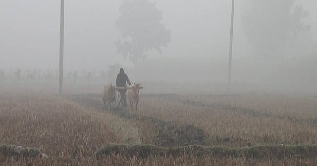 A man ploughs land in a cold day. UNB File Photo