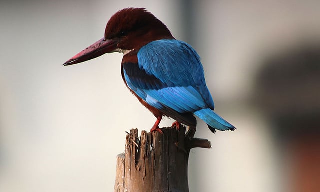 A kingfisher sits on a bamboo pole at Sabujbag of Bogura on 18 January. Photo: Sohel Rana.