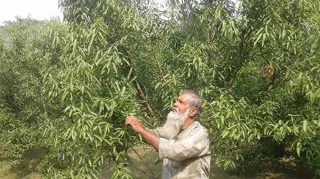 Joynuddin Kha in his bay leaf garden in Jhenaidah. Photo: Prothom Alo