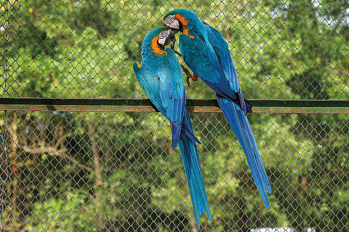Birds at Bangabandhu Safari Park