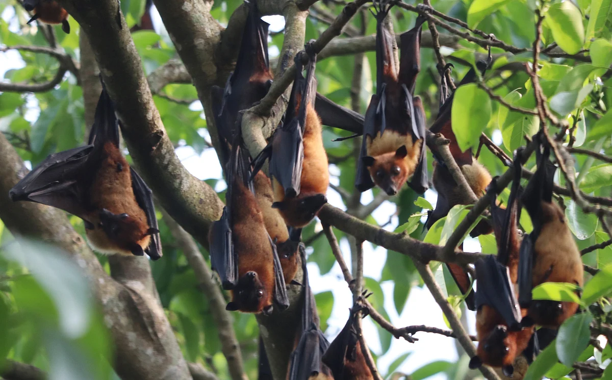 Bats hanging from a banyan at Aungd Buddhist temple in Khagrachhari on 7 March 2020
