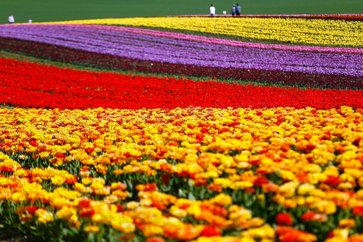 Tulips bloom on a field during the spread of the coronavirus disease (COVID-19) in Grevenbroich, Germany, on 16 April 2020.