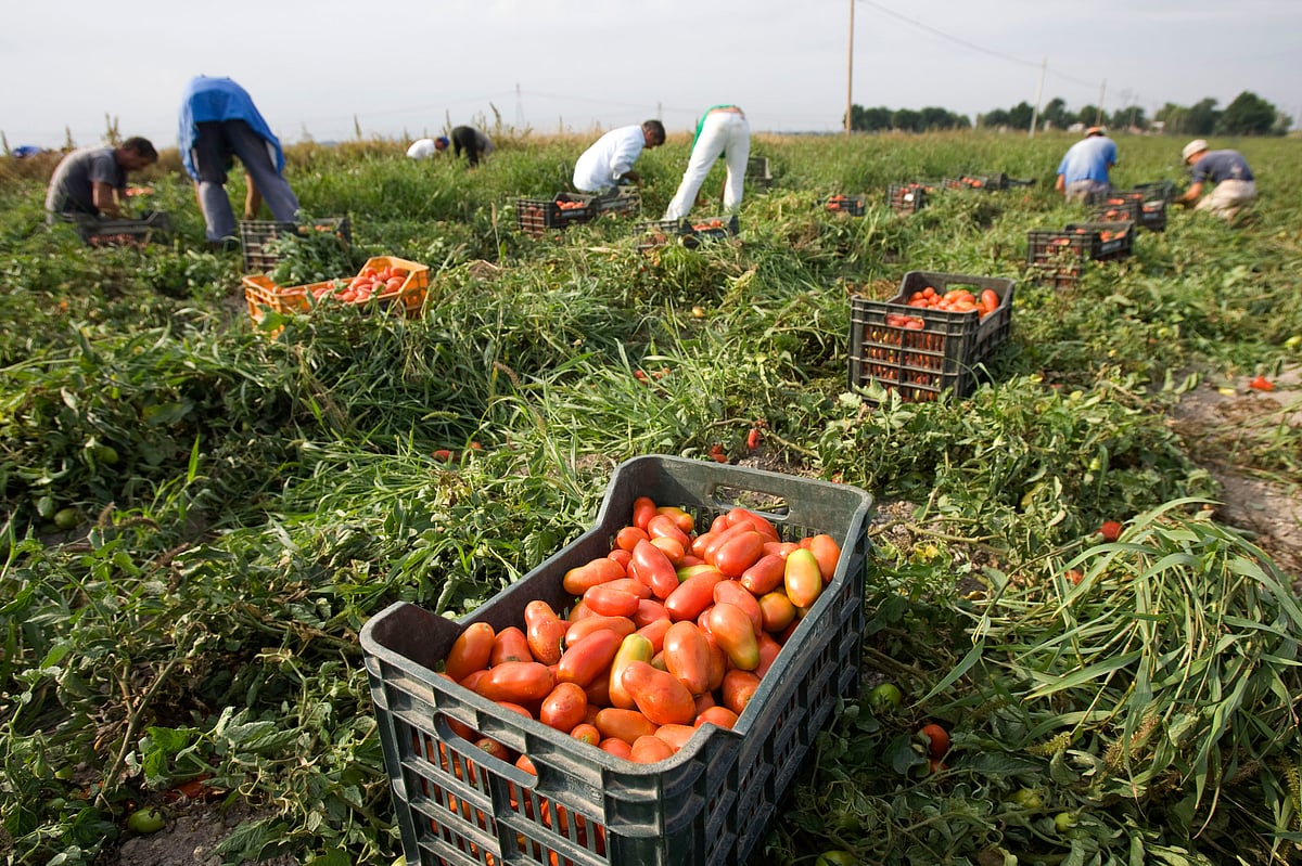 Farm workers pick tomatoes in the countryside near the town of Foggia, southern Italy on 24 September 2009.