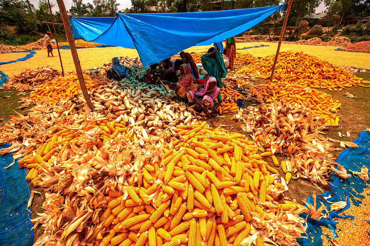 Despite bumper harvest, no fair price for maize farmers
