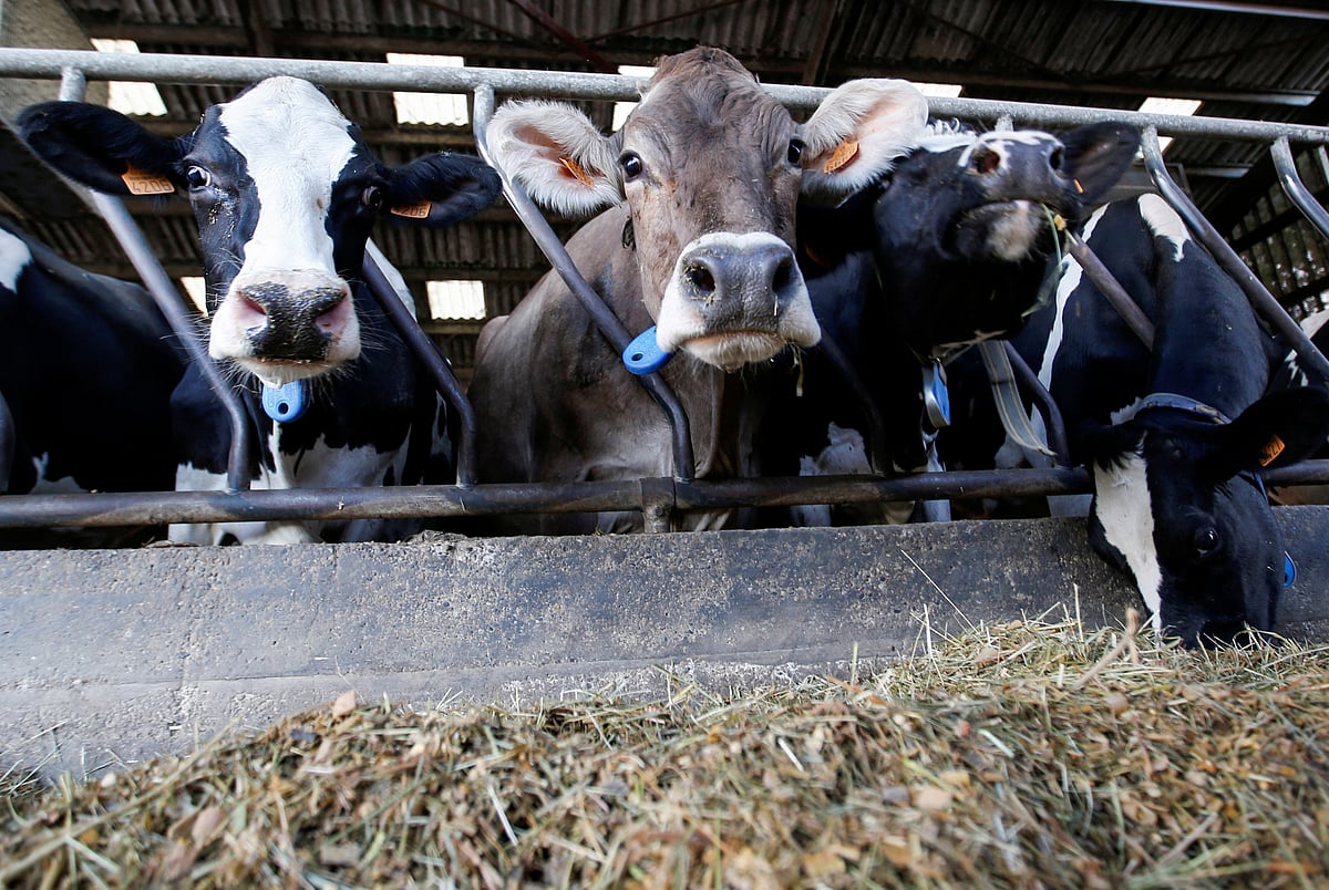 Cows are pictured as French dairy farmer milks cows at a farm in Pessac near Bordeaux, France, on 7 October 2019