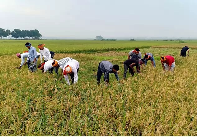 Kotalipara upazila Chhatra League members assist farmers to reap rice at Chitrapara bil in Gopalganj on 22 April 2020.