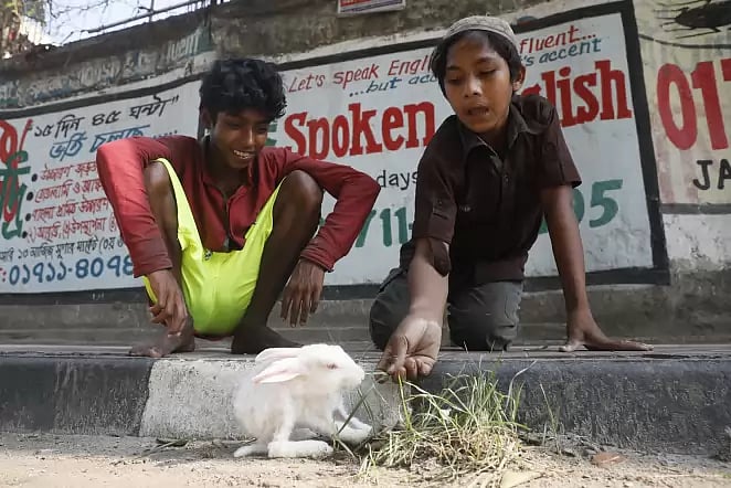 Two street children feed grass to a rabbit amid coronavirus outbreak in Shahbagh, Dhaka on 8 May 2020.