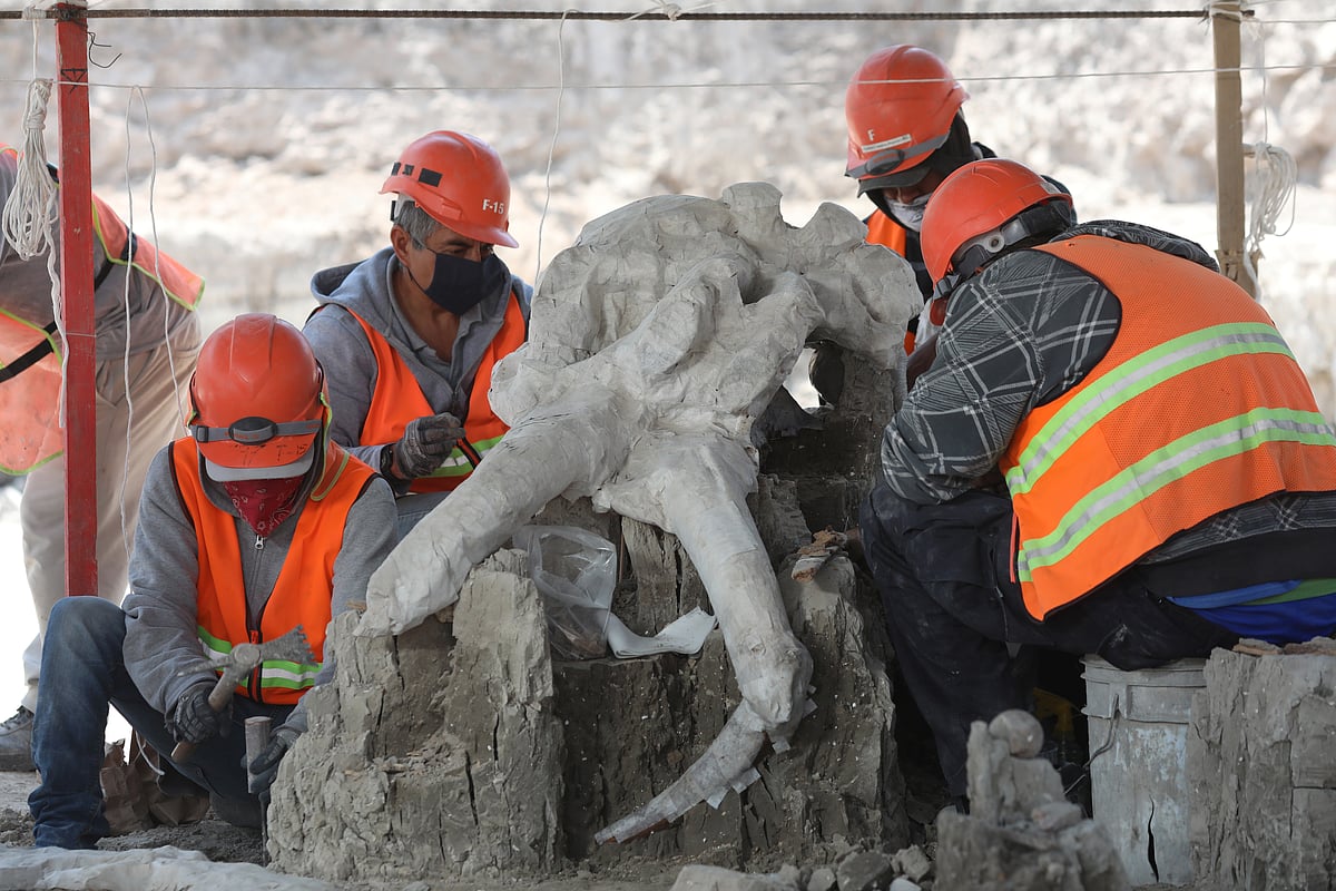 Archaeologists from Mexico's National Institute of Anthropology and History (INAH) work at a site where they unearth the remains, which include the bones of more than 10,000-year-old mammoths from the construction site of Mexico's new international airport, in Zumpango, near Mexico City, 26 May 2020.