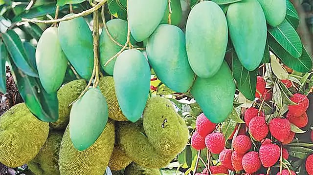 Seasonal fruits to be sold online