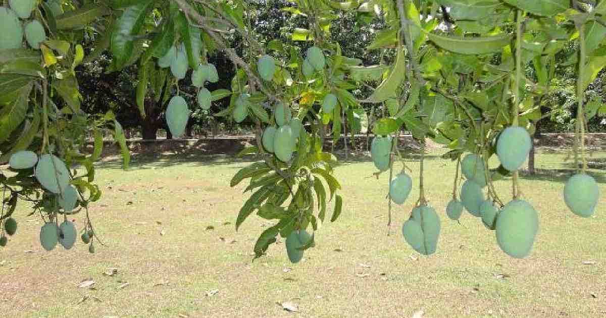 A mango orchard in Chapainawabganj
