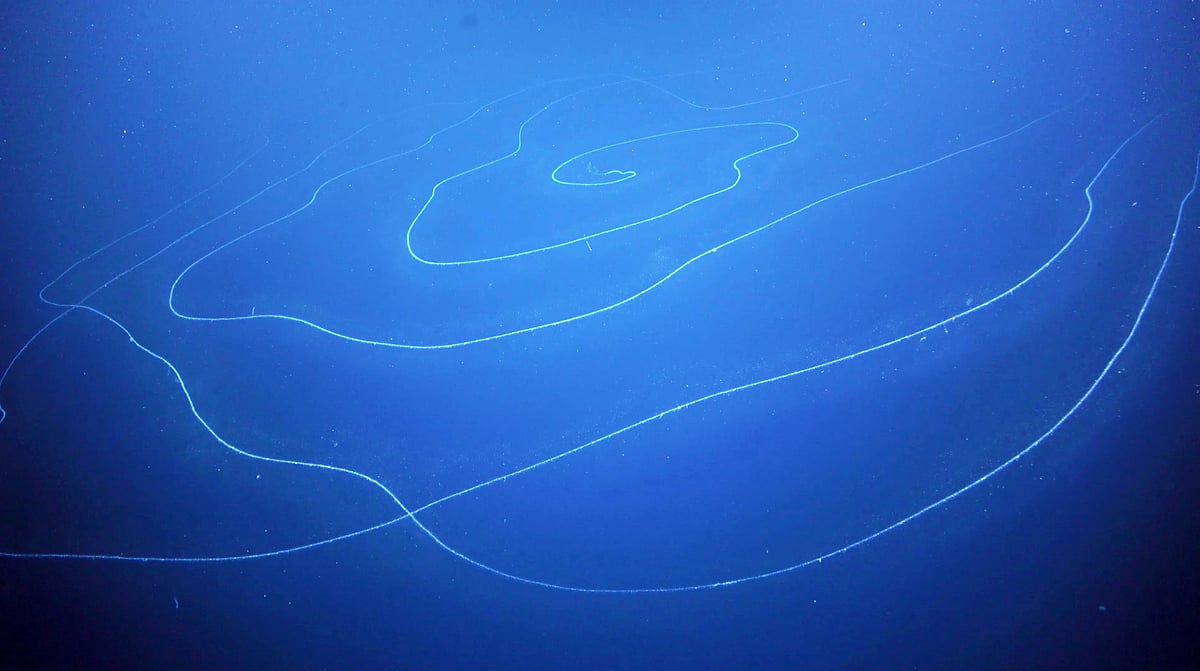 A view of a siphonophore Apolemia, recorded during the Ningaloo Canyons expedition, in deepwater off the west Australian coast, 16 March 2020.