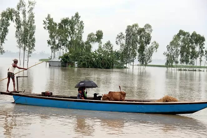 A family shifts from flood hit area to a safer place on a boat carrying cattle at Dhushmara, Rangpur on 13 July 2020.