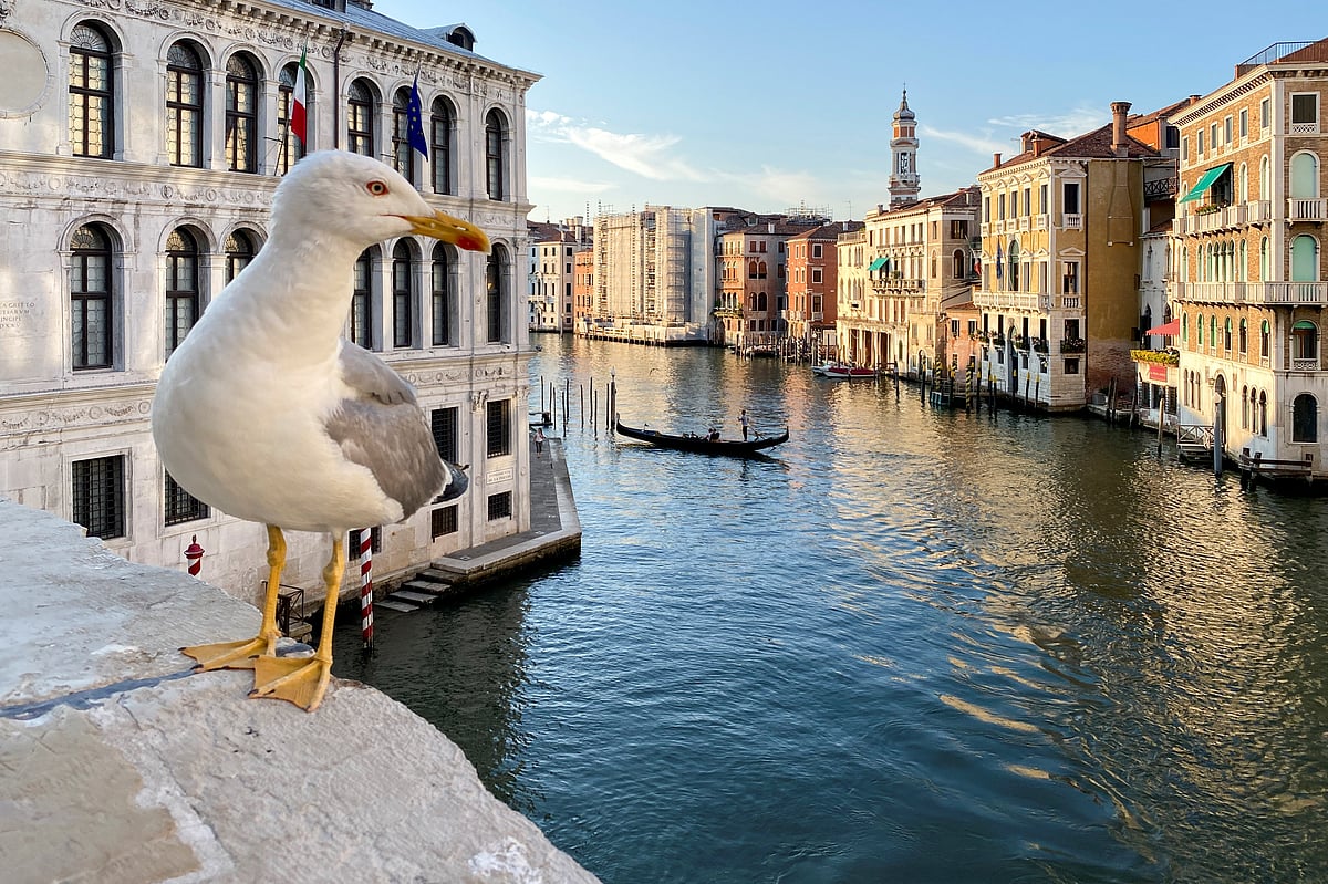 A seagull is seen in Grand Canal, amid the coronavirus disease (COVID-19) outbreak, in Venice, Italy on 9 July 2020