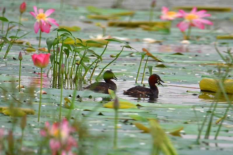 A pair of small diving birds in Shapla bil in Ruppur, Maligachha, Pabna. A recent picture.