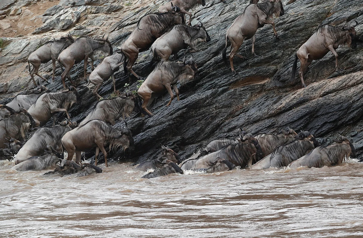 Wildebeests (Connochaetes taurinus) cross the Mara river during their migration to the greener pastures, between the Maasai Mara game reserve and the open plains of the Serengeti, southwest of Nairobi, in the Maasai Mara game reserve, Kenya 9 August  2020.