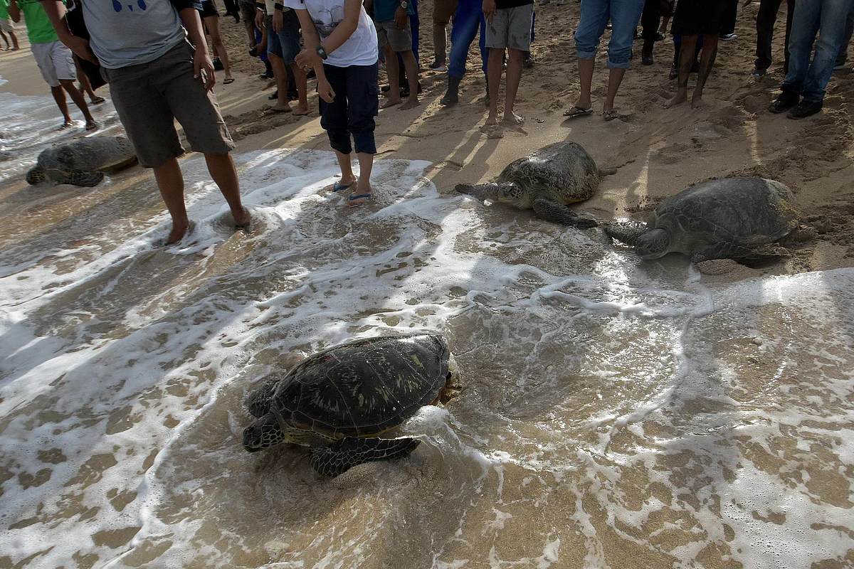 Turtles are seen being released to the sea from the Indonesia resort island of Bali after over fifty endangered green turtles were rescued from poachers, in Bali province, Indonesia 5 August 2020.