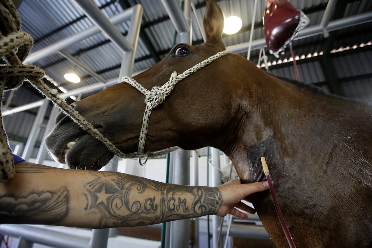 A worker from the Clodomiro Picado Institute looks at the blood he draws from a horse for a trial to produce a treatment for coronavirus disease (COVID-19), in San Jose, Costa Rica, 3 August 2020.