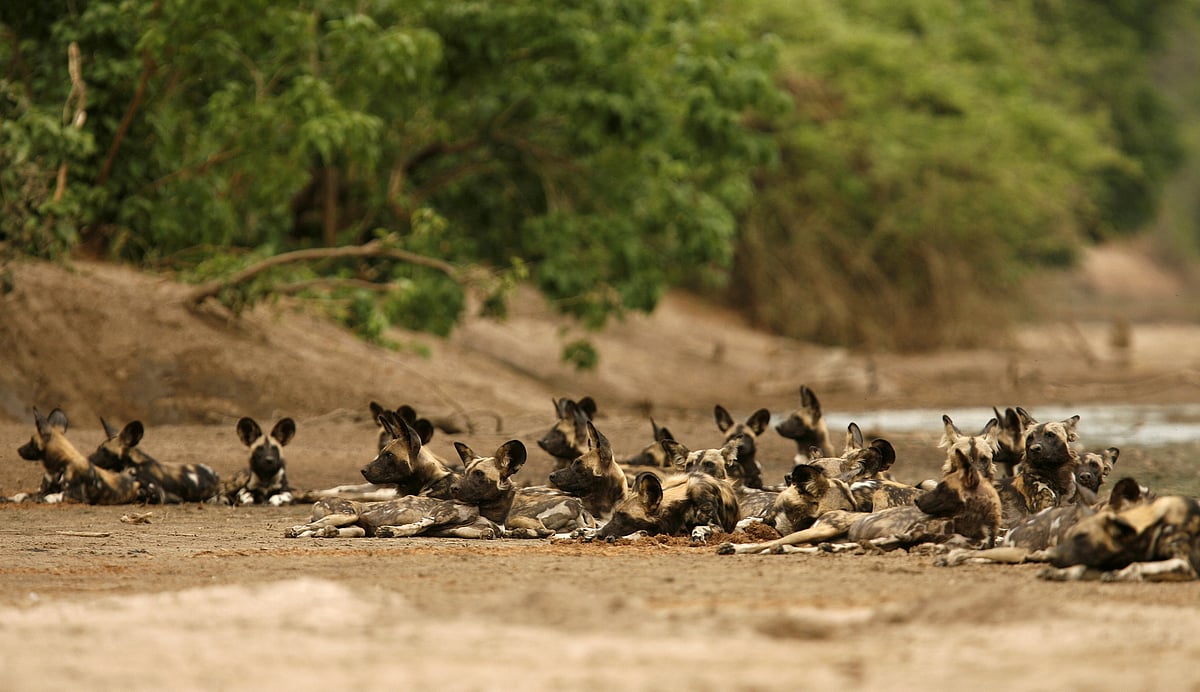 A pack of critically endangered African wild dogs (Lycaon pictus) lies on a riverbed after killing and eating a Bushbuck in the Mana Pools National Park, a World Heritage Site, in northern Zimbabwe, 7 November 2009.