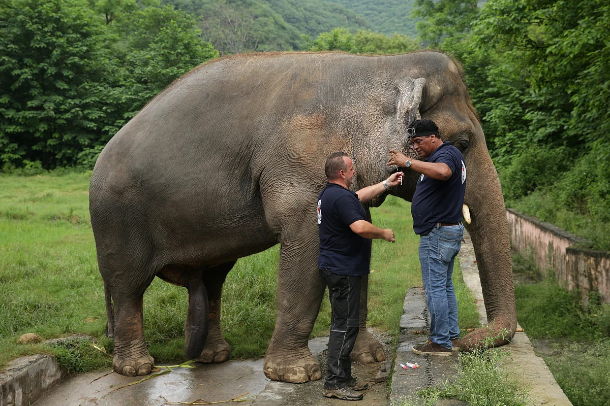 Frank Goeritz (L), head of the veterinary service at Leibniz Institute for zoo and wildlife research in Berlin, and Amir Khalil, head of project development at FOUR PAWS International, take blood sample of Kaavan, an elephant at the Marghazar Zoo in Islamabad, Pakistan, 4 September 2020.