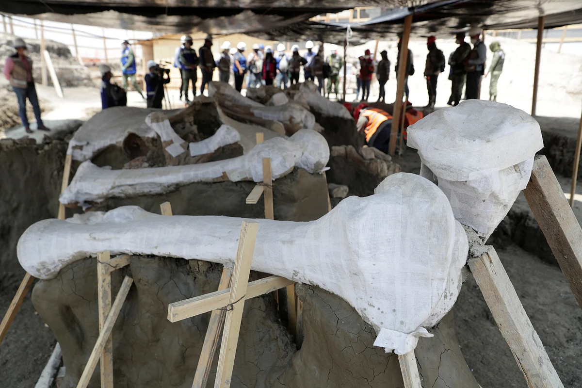 Mammoth bones are pictured at a site where archaeologists and workers of Mexico's National Institute of Anthropology and History (INAH) work at a site where more than 100 mammoth skeletons have been identified, along with a mix of other ice age mammals, at an area where a new international airport is currently being built, in Zumpango, near Mexico City, Mexico, 8 September 2020.