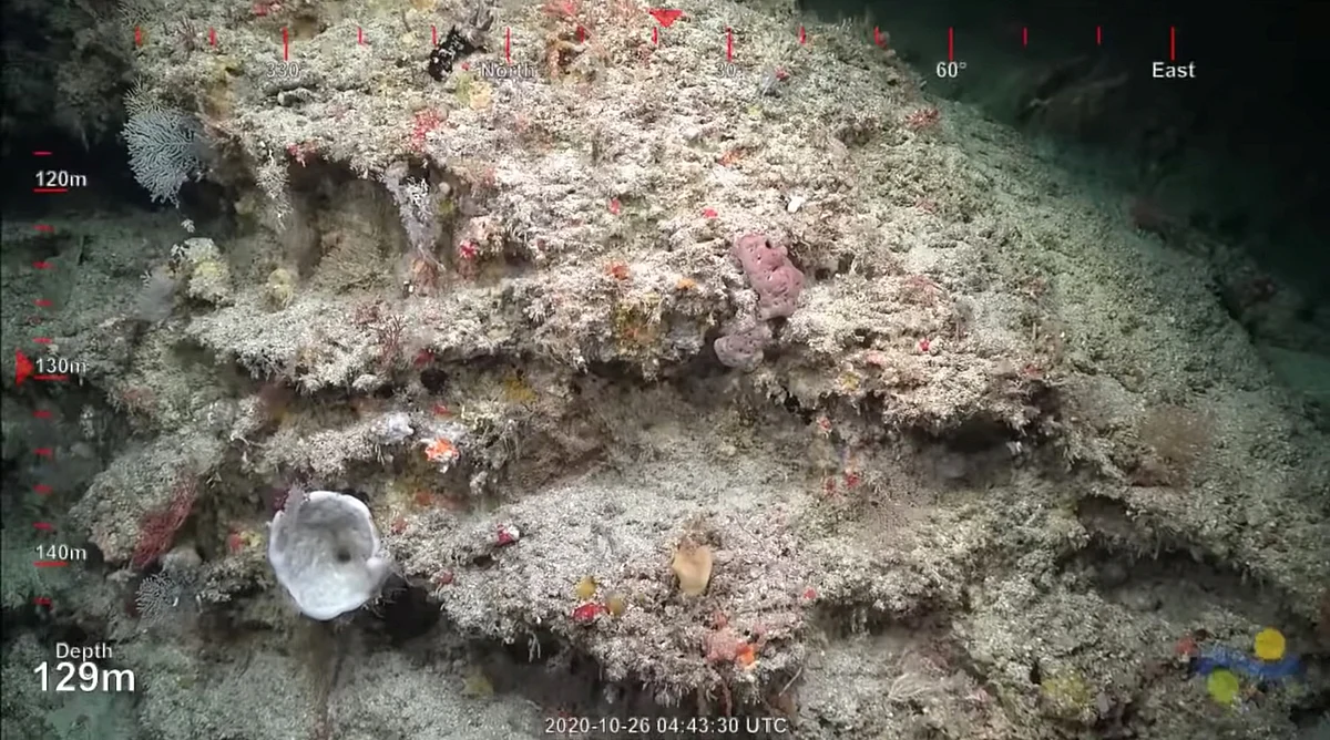 A view of the surface of a 500-metre-tall coral reef discovered by Australian scientists, off Australia's Great Barrier Reef, in this still image taken from video provided on social media, on 25 October 2020