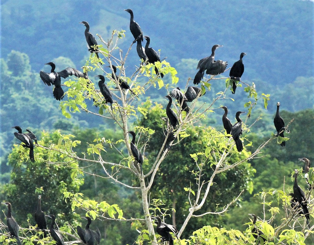 A flock of cormorant birds takes rest on the branches of a tree. The picture is taken at Kamilachhari area in Rangamati on 1 October.