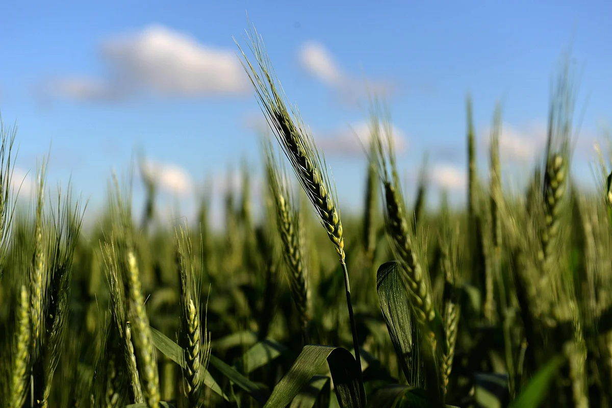 This file photo taken on October 15, 2015 shows a wheat field in Ramallo, Buenos Aires Province.