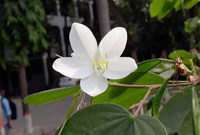 A white orchid blossoms in the zila parishad area of Narayanganj on 21 November
