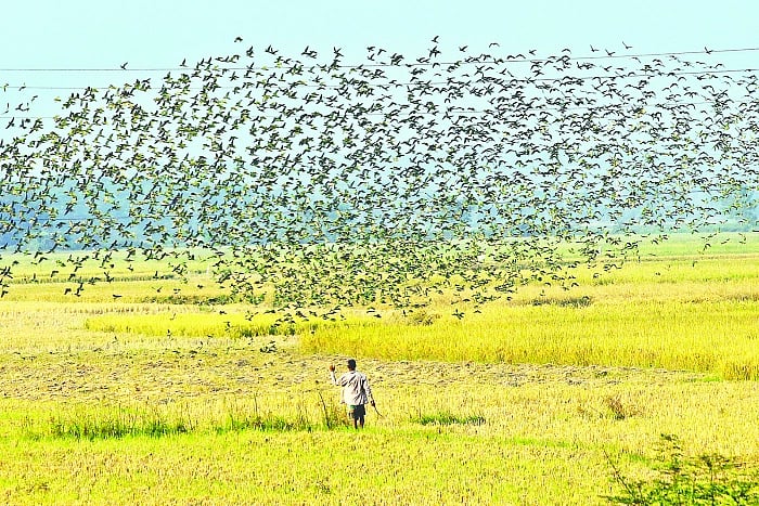 A flock of parrots flies over the paddy field at Gumai Beel in  Rangunia upazila, Chattogram on 17 November