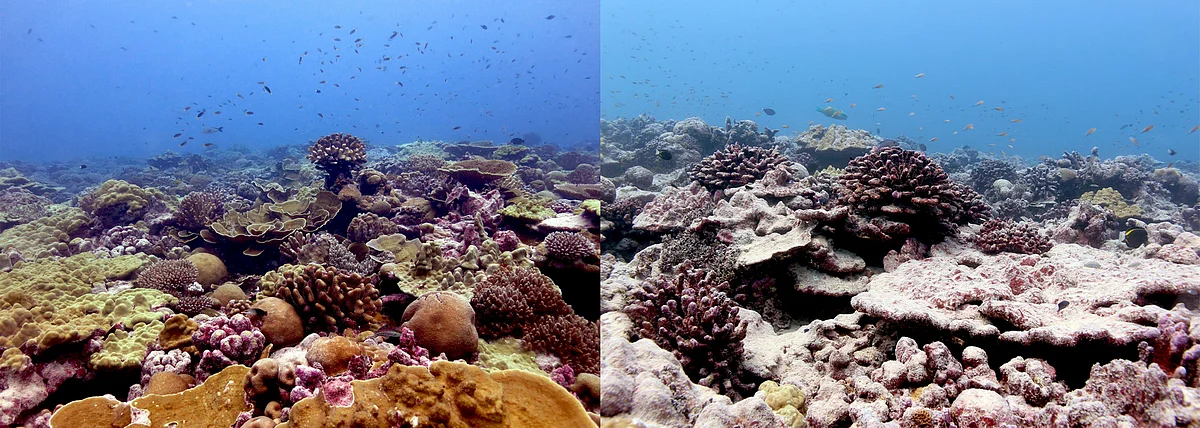 A handout combination of pictures released on 8 December 2020 by Marine Ecology and Conservation section of the biology department at the University of Victoria shows a comparison between two views of the same coral reef on Kiritimati (or Christmas Island coral atoll in the northern Line Islands part of the Republic of Kiribati) photographed before and after the marine heatwave and strong 2015/2016 El Nino: in May 2015 (L), and in June 2018 (R)