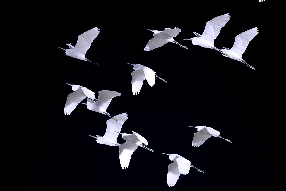 A flock of white herons flying in the light of Mirpur Stadium on 30 November