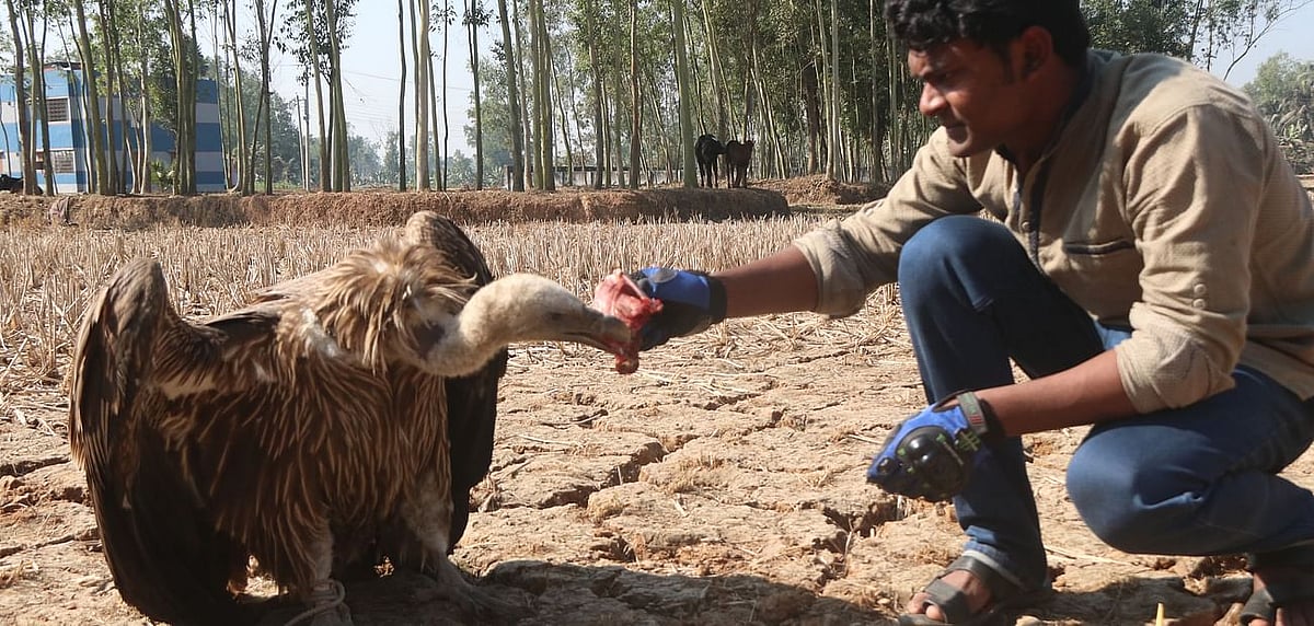 Volunteer feeds a rescued Himalayan griffon in Sujabad of Shahjahanpur upazila, Bogura,  5 January 2020