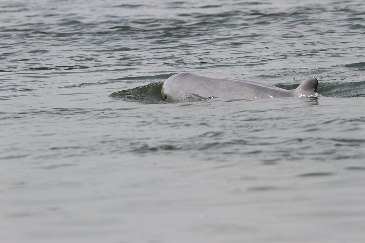 The coastal area of Bangladesh is the largest habitat of globally endangered Irwarrdy  dolphin.