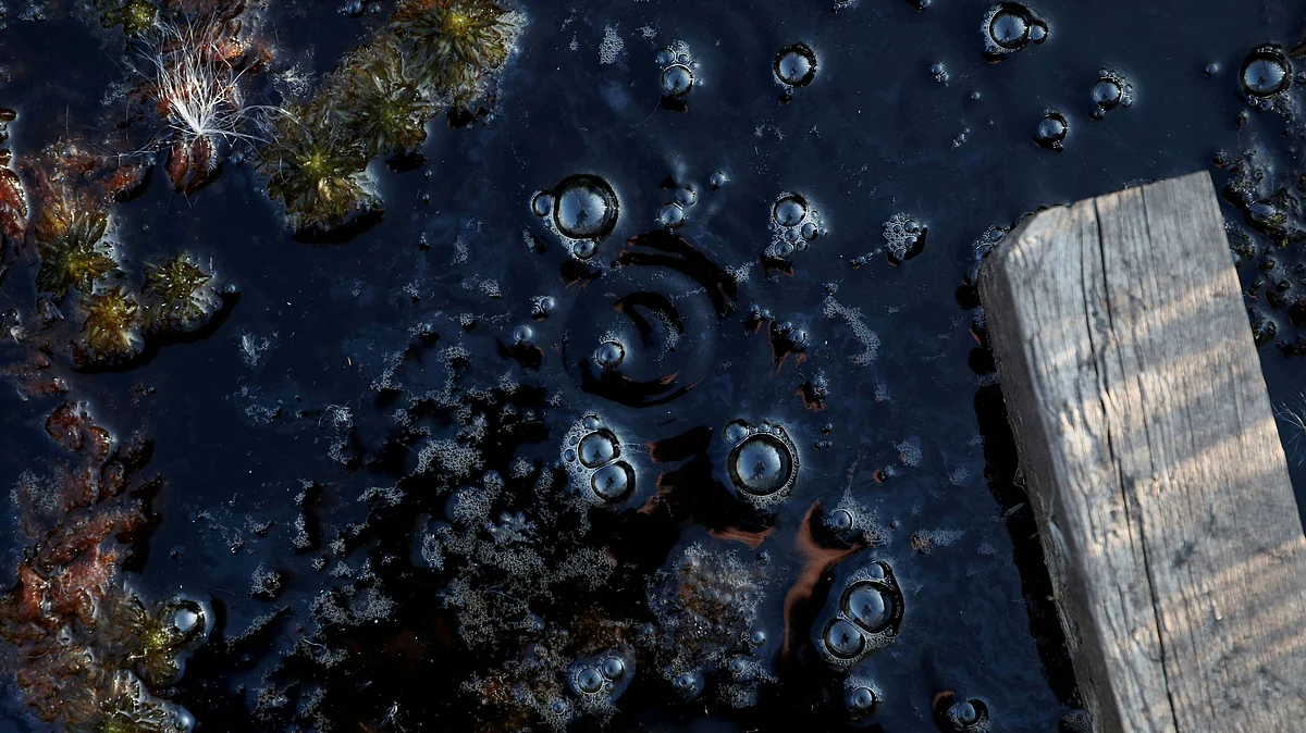 Methane bubbles are seen in an area of marshland at a research post at Stordalen Mire near Abisko, Sweden, 1 August, 2019