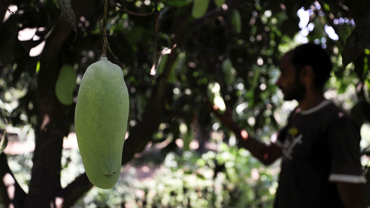 A farmer stands beside mango trees at a field after the yield dropped due to fungus linked to global warming, in Ismailia, Egypt, on 26 July 2021