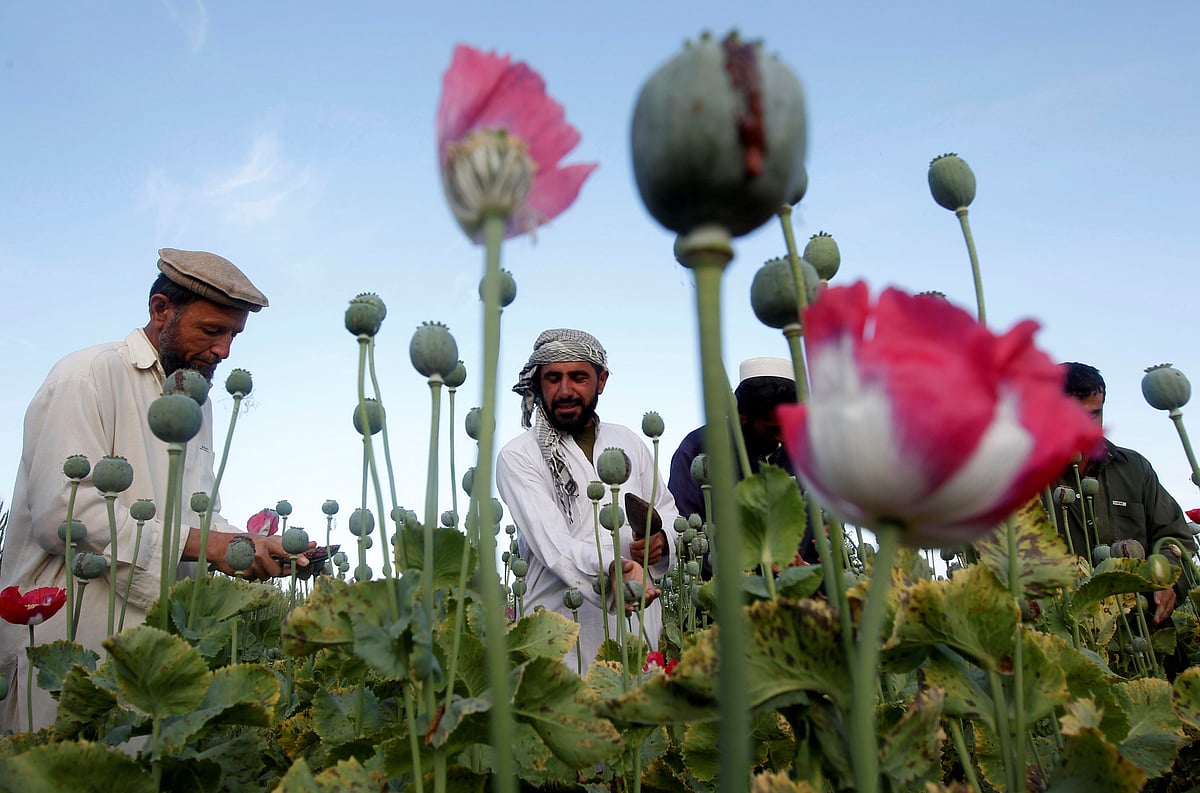 Afghan farmers work at a poppy field in Jalalabad province, Afghanistan 5 May, 2012