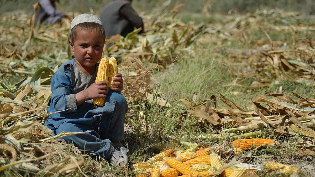 A child holds corn cobs in a field in Panjwai district on 24 October, 2021