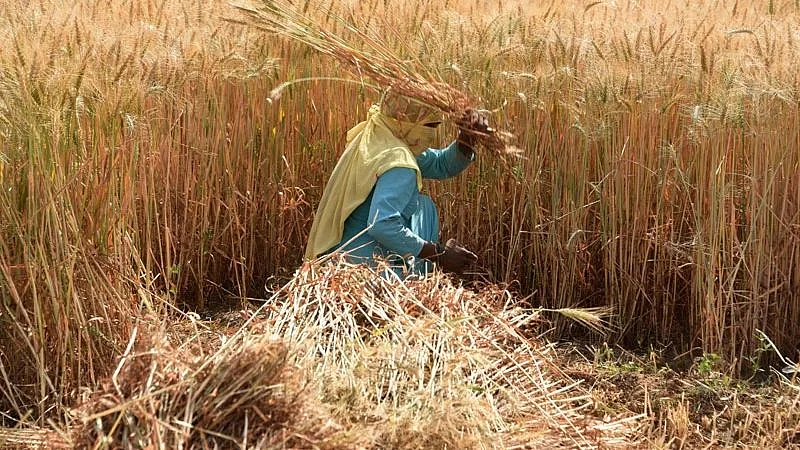 In this photograph taken on 15 April 2017, an Indian farmer harvests wheat in a field on the outskirts of Alwar in the western state of Rajastha