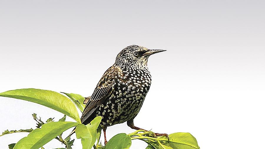 A common starling, uncommon in Bangladesh, spotted by wildlife photographer Timu Hossain at Balaki Char, Narayanganj, 4 December