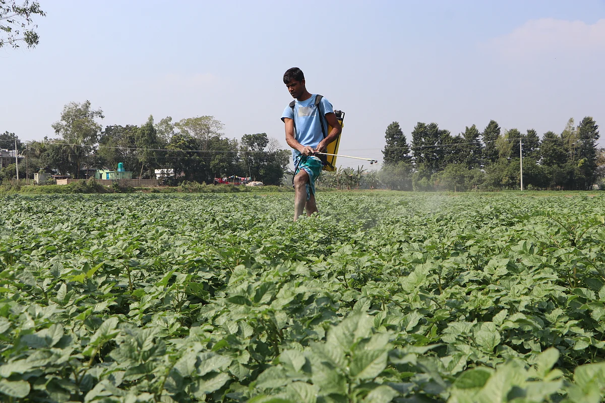 A farmer sprays pesticides to the potato field. The picture was taken from Alirtek in Narayanganj on 8 February.