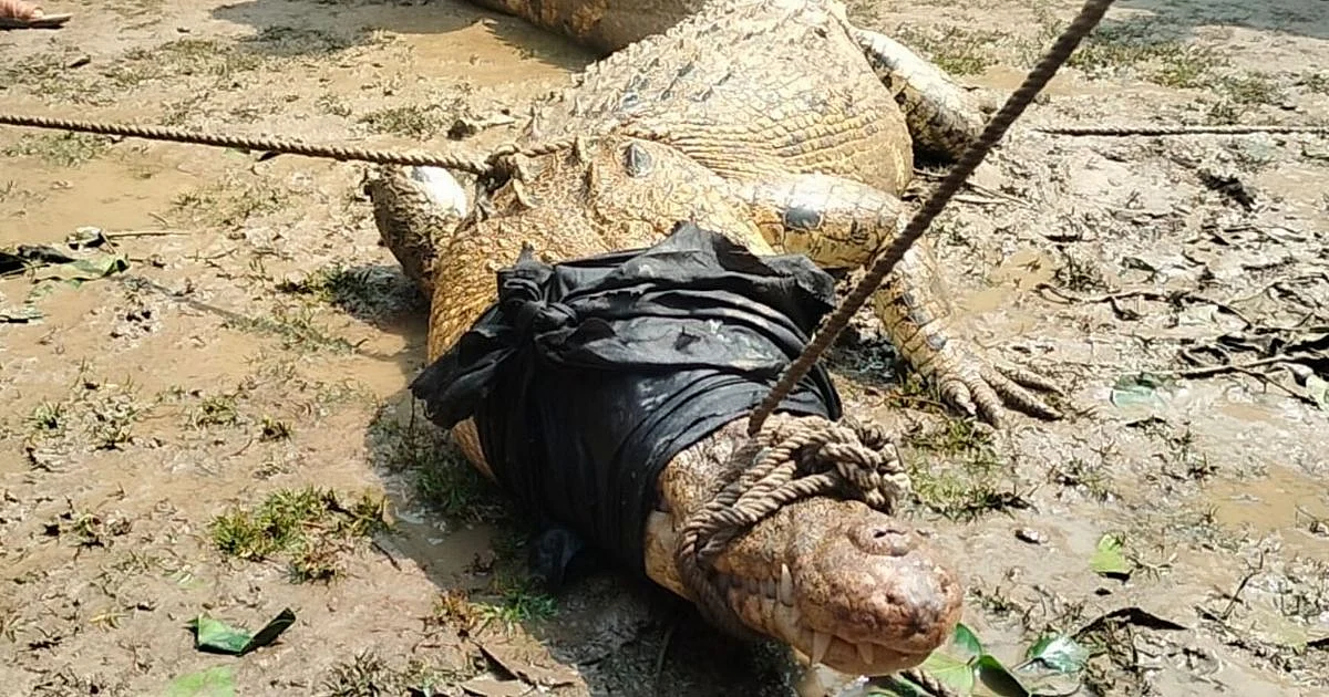 Rescued saltwater crocodile