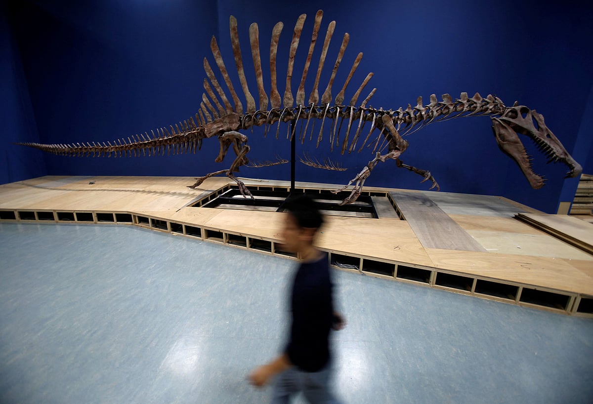 A man walks past a Spinosaurus skeleton replica during a preparation and media preview for the Dinosaur EXPO at the National Museum of Nature and Science in Tokyo, Japan, on 1 March 2016