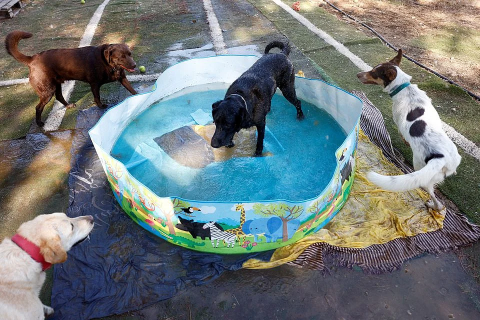 Adopted dogs cool off in a plastic pool during the second heatwave of the year at an association for the protection of animals (ARPA) in Ronda, southern Spain, 10 July, 2022.