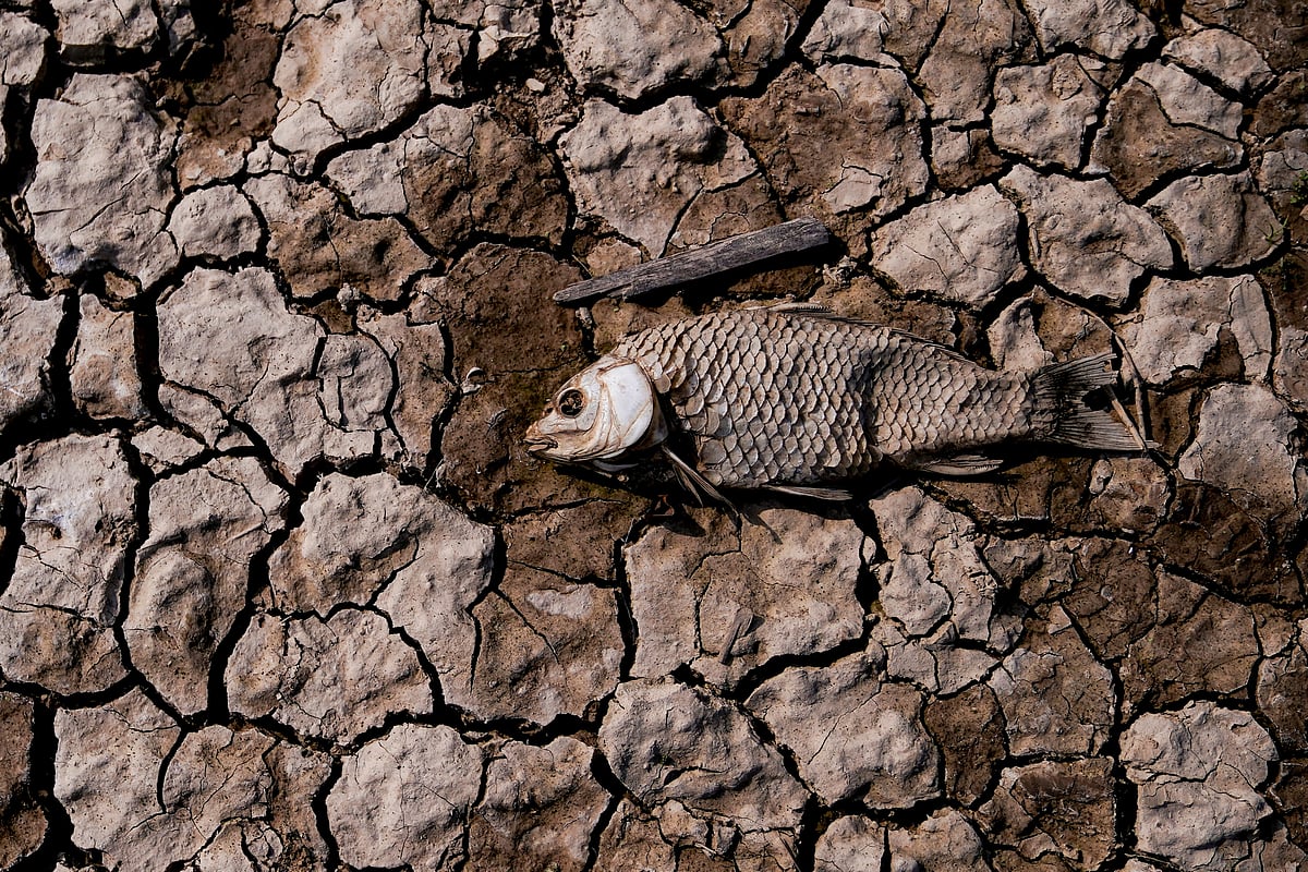 The remains of a fish, lies amongst cracked mud on the dried lake bed of Poyang Lake, China's largest freshwater lake, in Jiujiang, Jiangxi province, China, on 9 December 2019