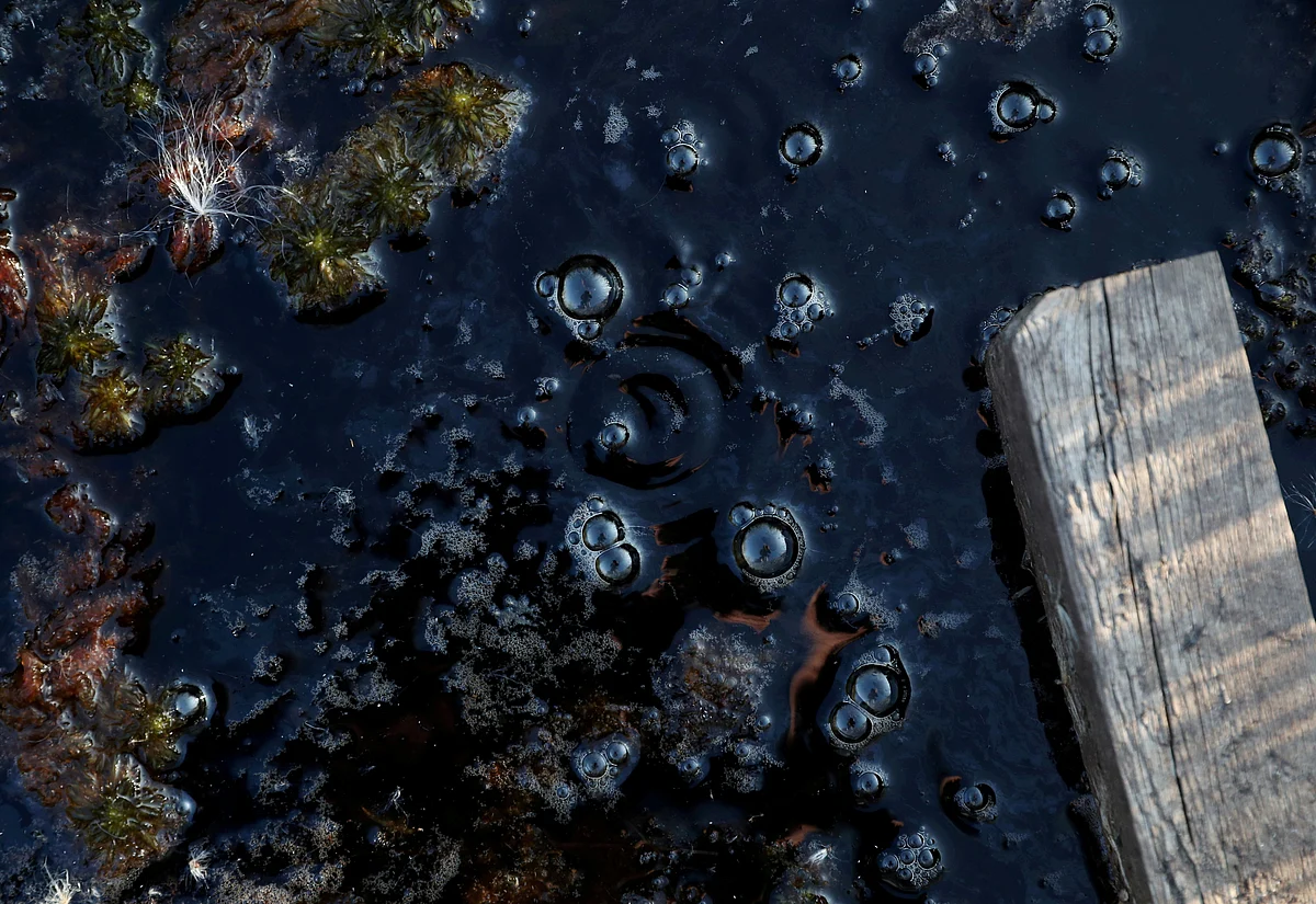 Methane bubbles are seen in an area of marshland at a research post at Stordalen Mire near Abisko, Sweden, on 1 August, 2019.