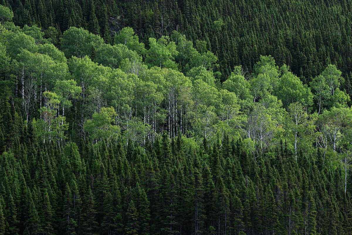 A general view shows Trembling Aspen (C) and Balsam Fir tree species of the Canadian boreal forest in the La Haute-Côte-Nord municipality west of Baie-Comeau, Quebec, on August 25, 2022