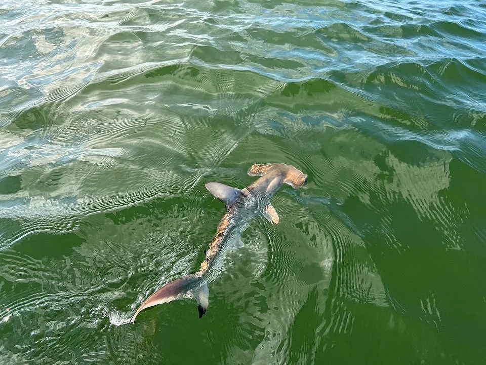 A hammerhead shark swims after a shark nursery was discovered off Isabela Island in the Galapagos, Ecuador, in this photo delivered by Galapagos National Park newsletter on 16 December, 2022.