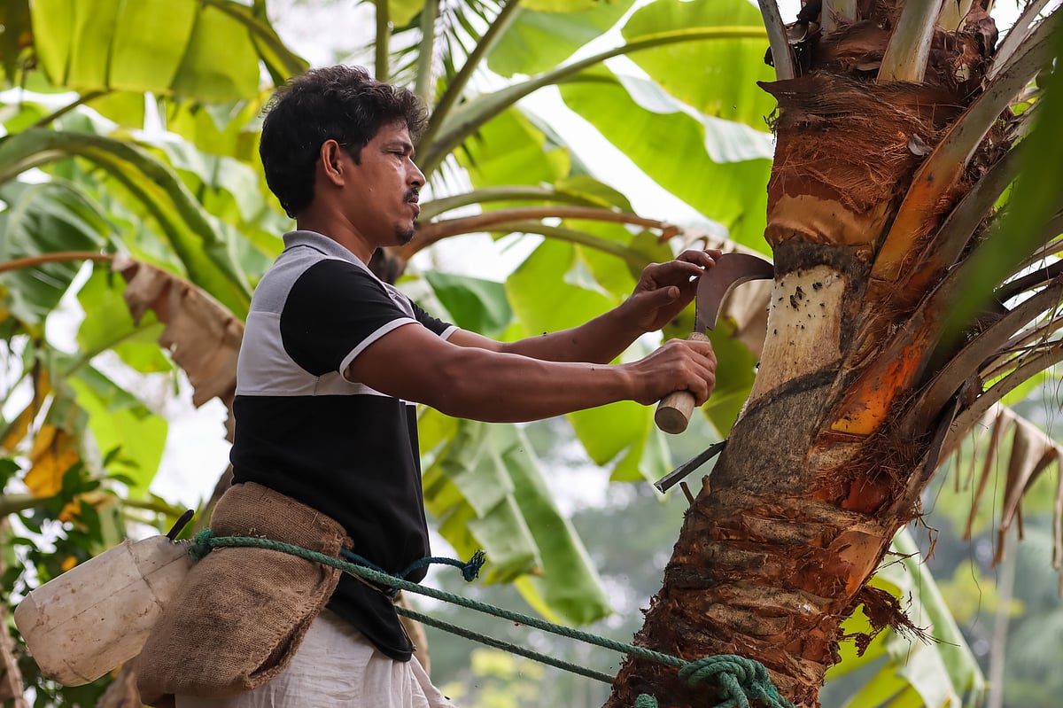 Hasnat is preparing a date palm tree to extract juice hanging a earthen pot. The picture was taken from Dhumchar of Babuganj in Barishal on 10 January.